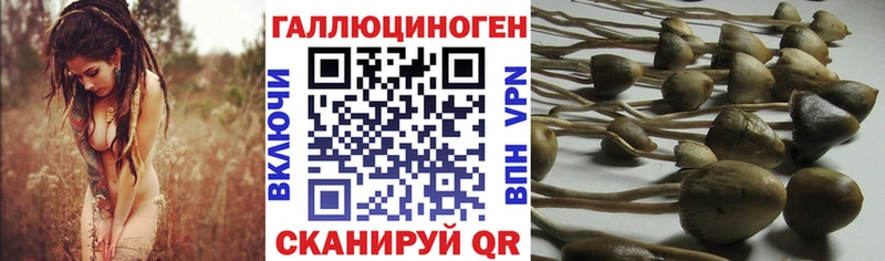Псилоцибиновые грибы Cubensis  hydra зеркало  Дагестанские Огни  закладки 